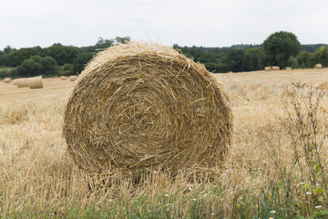 France; Sarthe; Meule de paille. Stack of straw.
