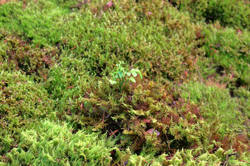 Bright textured surface of multi-colored natural moss