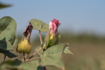 Cotton farm field, Close up of cotton balls and flowers.