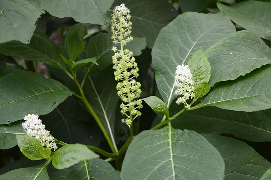 Closeup Phytolacca americana known as pokeweed  with blurred background in garden