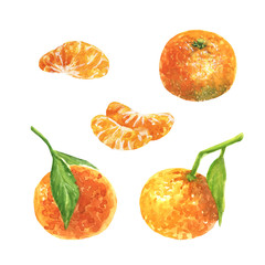 Watercolor illustration of tangerines on a white background.