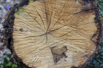 coupe d'un tronc d'arbre.  section of a tree trunk.