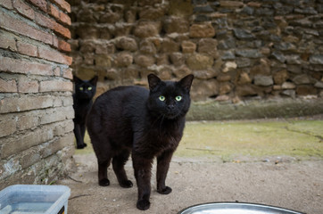 Two homeless roman black cat among ruins Largo di Torre Argentina, Rome, Italy