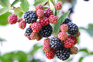 Ripening blackberries on a branch.