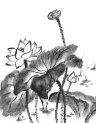 Lotus, ink image. Handmade ink lotus flowers on a white background. Sumi-e traditional Japanese ink painting.