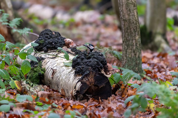 Greater Spootted Woodpecker Peeking Over A Fallen Tree Stump