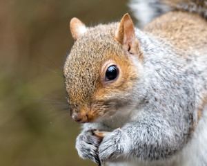 Naklejka na ściany i meble Close Up Grey Squirrel Eating a nut