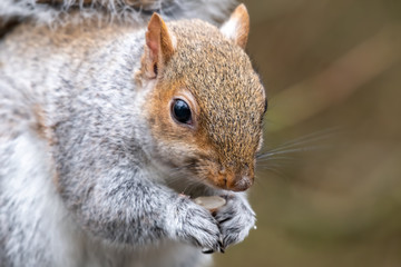 Naklejka na ściany i meble Close Up Grey Squirrel Eating a nut