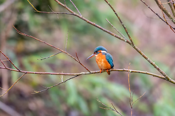 Male Kingfisher Perched on a Branch