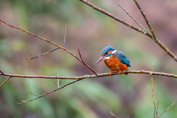 Male Kingfisher Perched on a Branch
