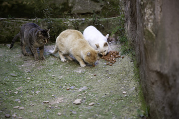 Street cats eating