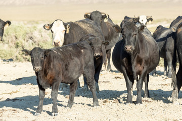 Free range cows grazing next to the Black Rock desert