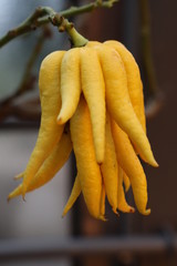 Citrus fruit Buddhas hand 