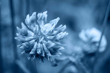 Blue toned flower.