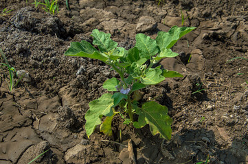 plant of eggplants or Brinjal growing in the garden