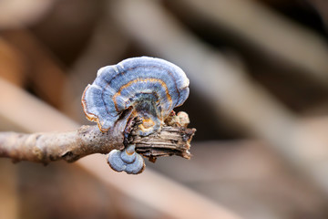 Blue turkey tail mushroom (Trametes versicolor) 