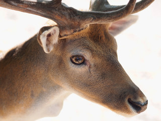 Majestätischer Damhirsch beobachtet die Umgebung