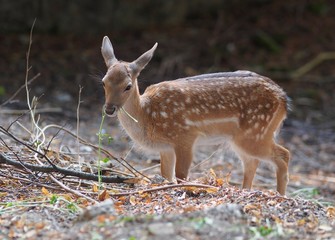 Junges Damwild knabbert an einer grünen Pflanze