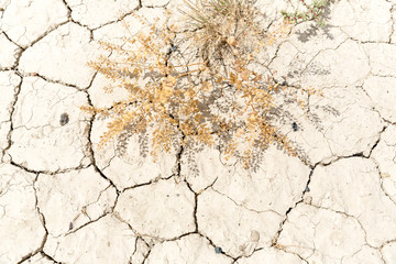 Dry cracked desert mud and a dying plant