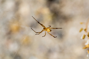 Yellow spider hanging from sagebrush in the desert
