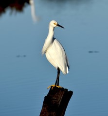 A snowy egret (Egretta thula) glances over its shoulder, perched on a post in Elkhorn Slough