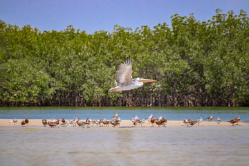 A group of birds stand on a sandy beach in Saloum Lagoon, Senegal. It is a wildlife photo of ducks, seagulls and flying pelican. It is a bird sanctuary in Africa.