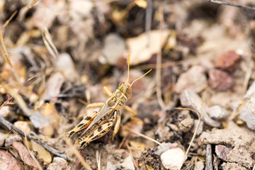 Camouflaged grasshopper in summer blending iwth the grass