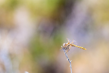 Orange dotted dragonfly perched on a thin stick