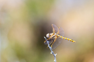Orange dotted dragonfly perched on a thin stick