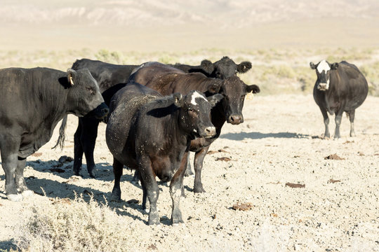 Free range cows grazing next to the Black Rock desert