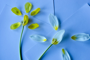 Tulips petals