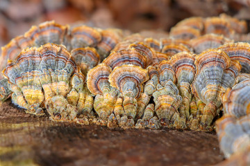 Yellow turkey tail mushrooms(Trametes versicolor) growing on a log