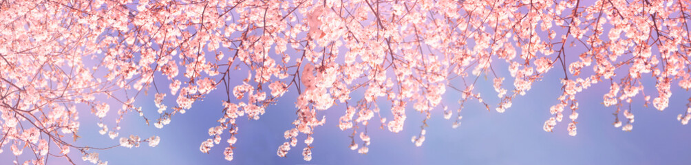 Delicate Spring Nature background. Blurred soft cherry blossom background. Blossoming time lapse of Cherry trees. Beautiful Panoramic wallpaper or Web banner With Copy Space