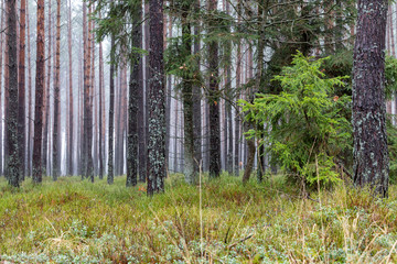 Obraz premium Pine tree trunk against the backdrop of other trees. A pine forest.