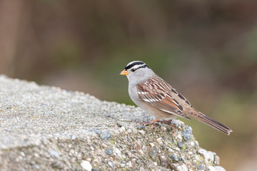  White crowned Sparrow