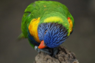 lorikeet