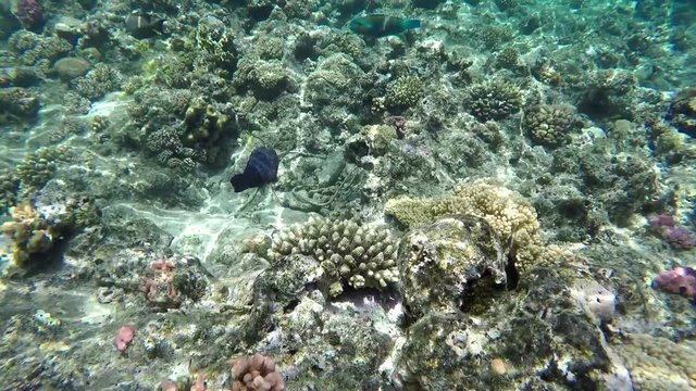 Coral reefs of the Red Sea snorkeling holiday video