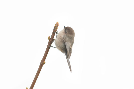 American bushtit bird