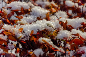 Yellow maple leaves covered with the first light snow.