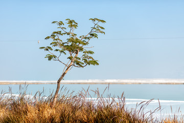 Obraz premium lonely tree on the background of the dead sea