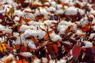 Yellow maple leaves covered with the first light snow.