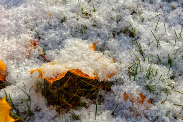 Yellow maple leaves covered with the first light snow.