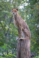 Cheetah © Cloudtail