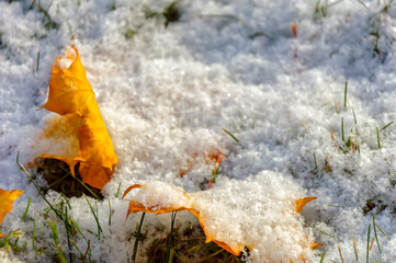 Yellow maple leaves covered with the first light snow.
