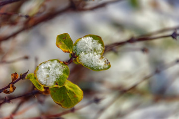Yellow maple leaves covered with the first light snow.