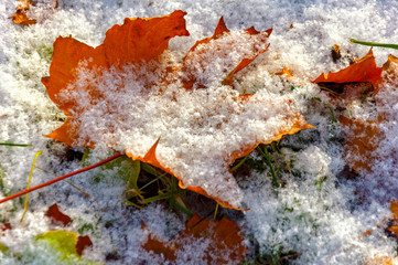 Naklejka premium Yellow maple leaves covered with the first light snow.