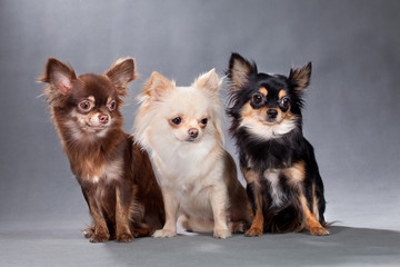 Three dogs of Chihuahua breed, different color
