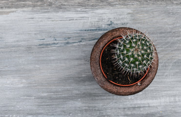 Obraz na płótnie Canvas Cactus in handmade concrete flower pot