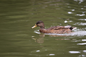 Mallard