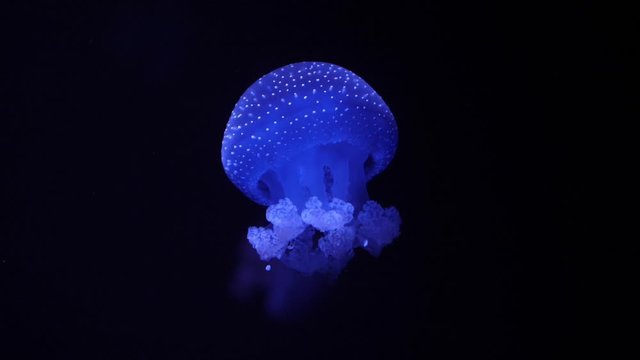 Atlantic sea nettle jellyfish slow motion